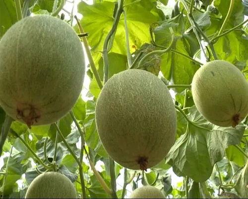 免费高质量吃瓜,揭秘高质量吃瓜盛宴! 第1张 免费高质量吃瓜,揭秘高质量吃瓜盛宴! 第1张