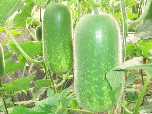 大瓜爆料视频敦化,真相背后引人深思 第1张 大瓜爆料视频敦化,真相背后引人深思 第1张