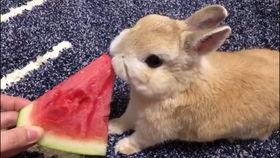 兔兔吃瓜娱乐的微博,揭秘娱乐圈幕后故事 第3张 兔兔吃瓜娱乐的微博,揭秘娱乐圈幕后故事 第3张